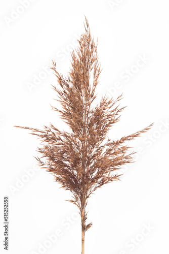 Wallpaper Mural Dry ears of shrubby grass isolated on a white background. Dried feather grass plants. Torontodigital.ca