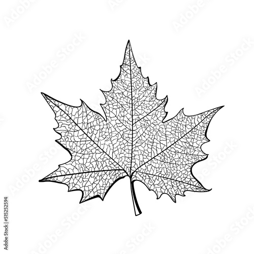 Sycamore Autumn Leaf Isolated