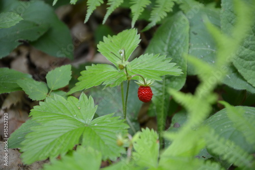wild strawberry in the forest