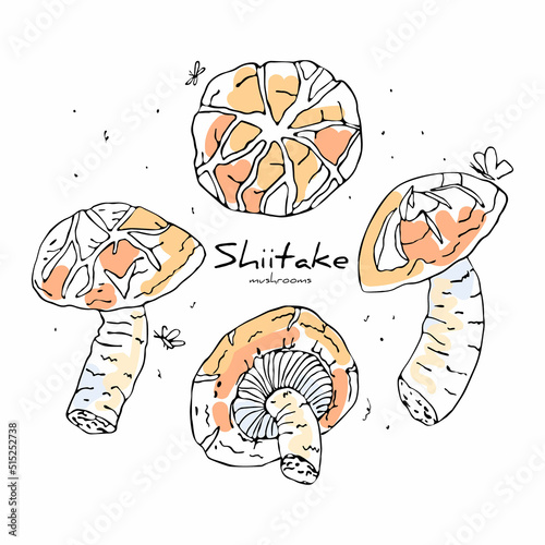 Vector linear isolated illustration with a set of Shiitake mushrooms. The concept of Asian cuisine, food. You can use the element in web design, packaging design, banners, etc