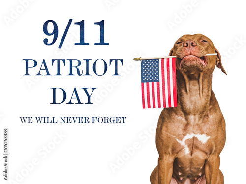 Patriot Day. We will never forget. Adorable puppy and American Flag. Close-up, isolated background. Studio shot, day light