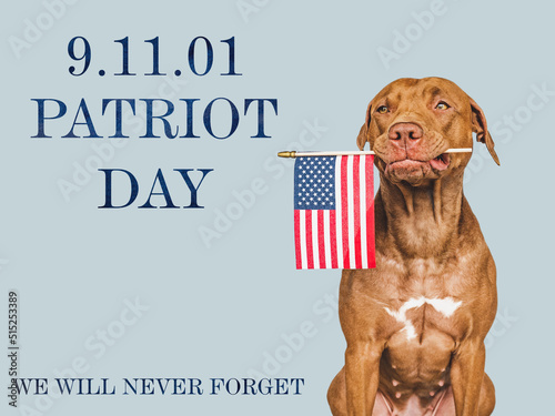 Patriot Day. We will never forget. Adorable puppy and American Flag. Close-up, isolated background. Studio shot, day light