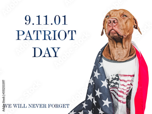 Patriot Day. We will never forget. Adorable puppy and American Flag. Close-up, isolated background. Studio shot, day light