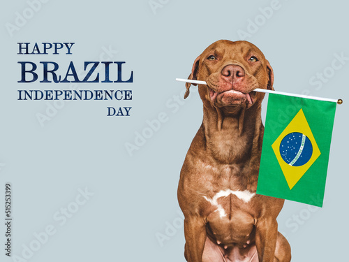 Happy Independence Day. Lovable, adorable dog and Brazilian Flag. Close-up, indoors. Studio shot. Congratulations for family, loved ones, relatives, friends and colleagues. Pets care concept