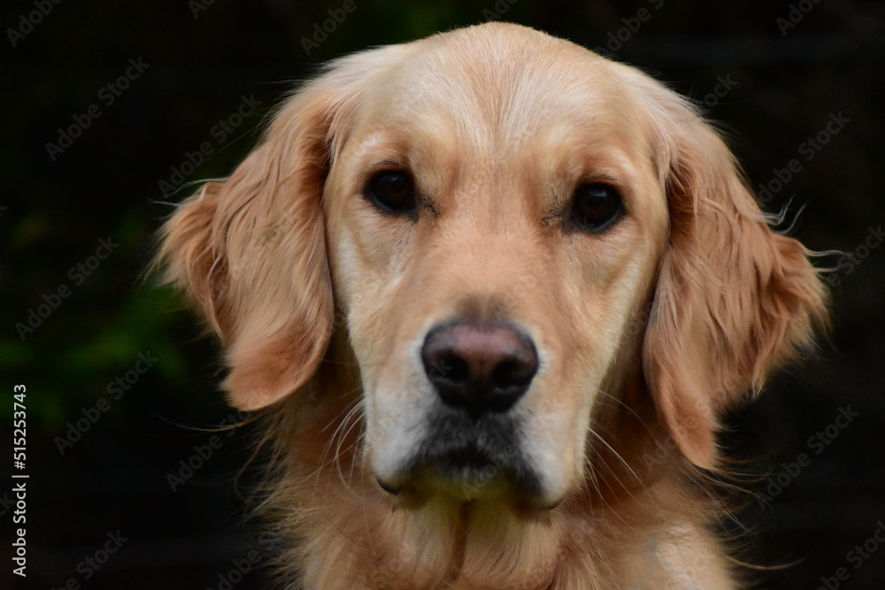 golden retriever portrait