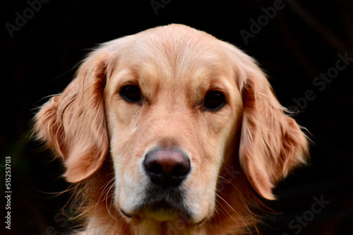 golden retriever portrait