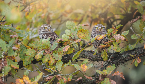 Fototapeta Naklejka Na Ścianę i Meble -  Two little owls (Athene noctua) sitting on tree. Colorful forest in background. Little owl portrait. Owl sitting on branch. Owl on tree.