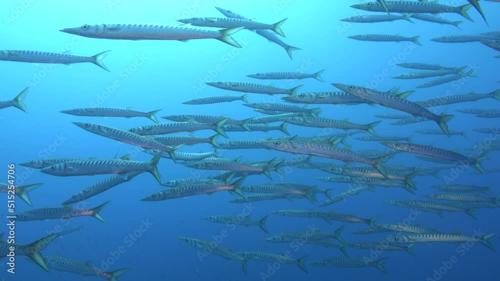Big school of barracuda fish close to the camera Big school of barracuda fish close to the camera