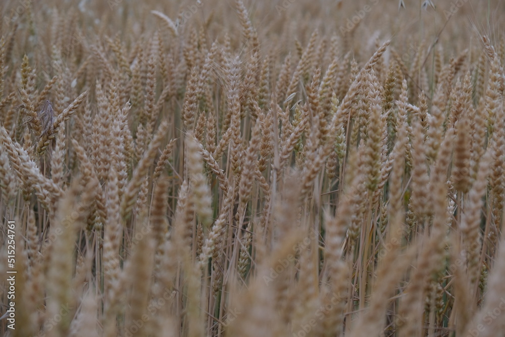 Fototapeta premium Weat Field Background