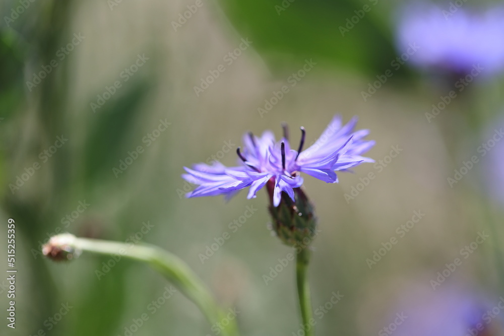 Fototapeta premium closeup of a bloom of a cornflower