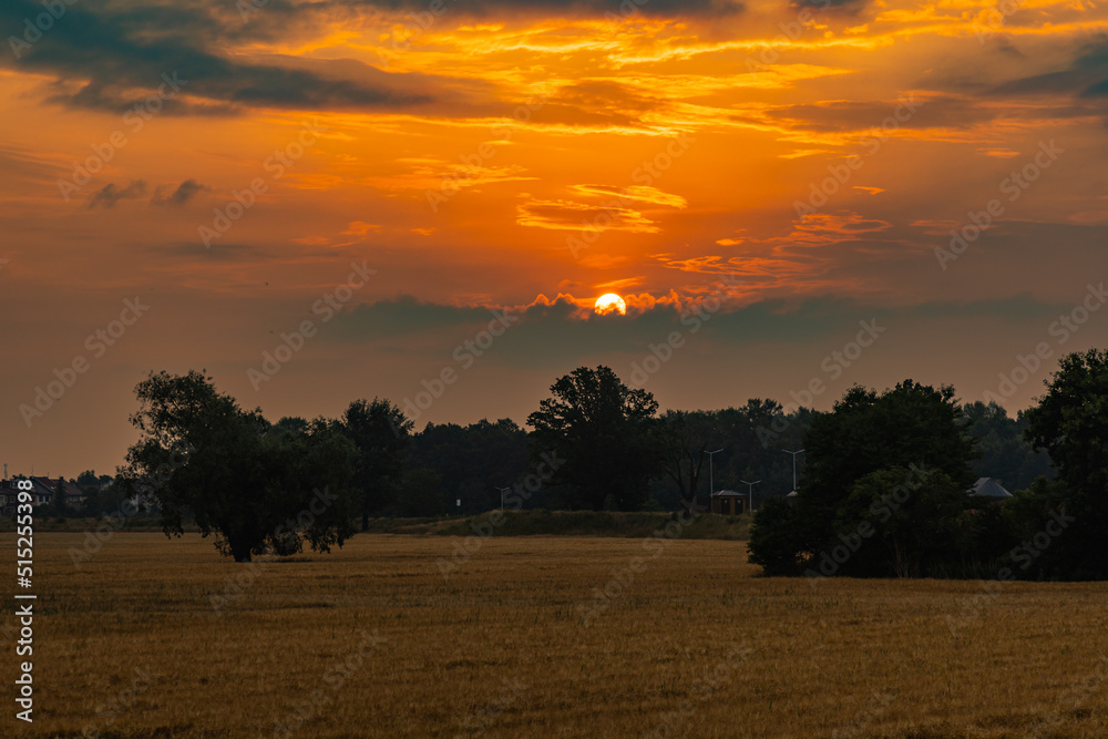 Fototapeta premium Beautiful cloudy sunrise over big yellow field and trees of forest