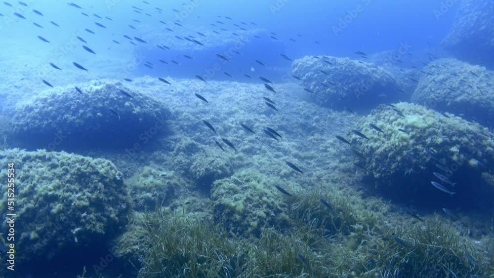 Underwater landscape - Little fish shoal and a big goruper fish Underwater landscape - Little fish shoal and a big goruper fish