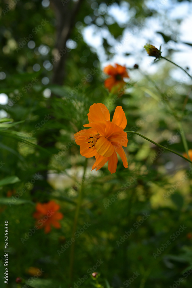 Fototapeta premium Orange flower of cosmos sulphureus against blurred background of lush green garden.