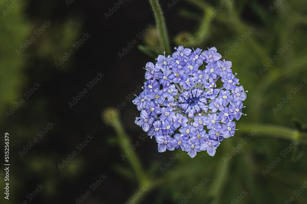 Blue flowering buckskin in summer on a meadow, wallpaper Blue flowering buckskin in summer on a meadow, wallpaper