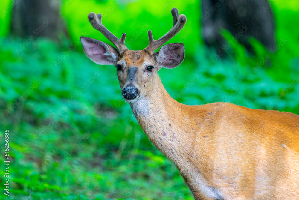 white deer in velvet