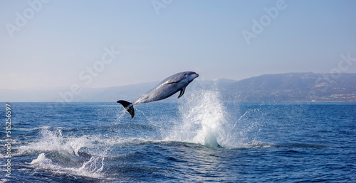 Fototapeta Naklejka Na Ścianę i Meble -  Bottlenose Dolphin jumping, Pacific Ocean, Dana Point, California
