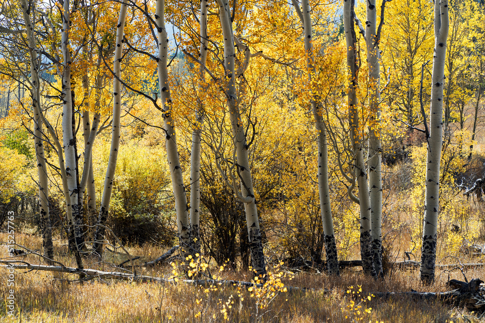 Fototapeta premium Hiking Trail surrounded by beautiful Aspen Trees during fall in Colorado