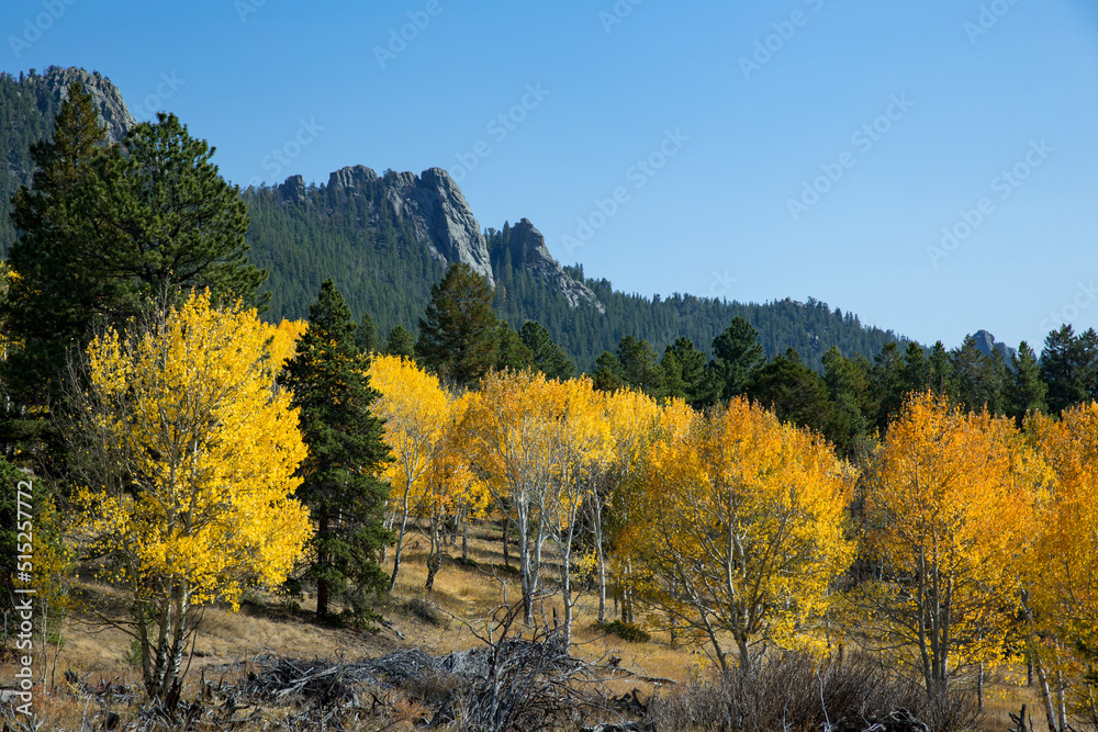 Fototapeta premium Colorado mountain covered with colorful aspen trees in fall