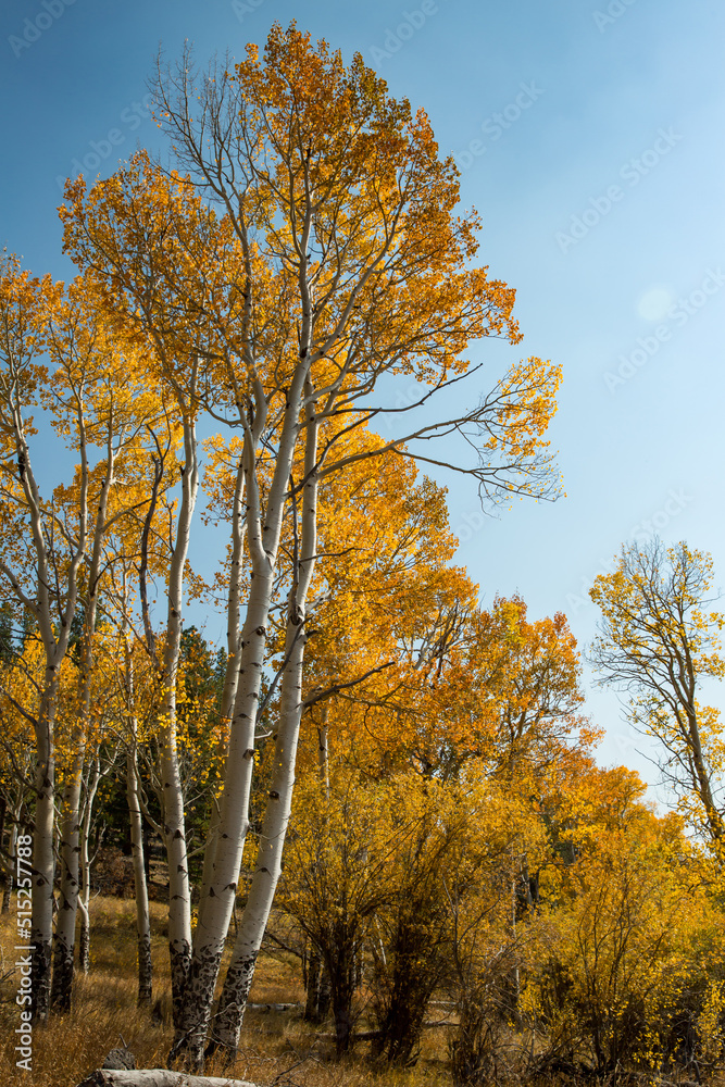 Tall Colorful Aspen Trees against blue sky during fall in Colorado
Tall Colorful Aspen Trees against blue sky during fall in Colorado