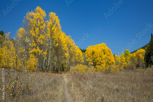 Hiking Trail surrounded by beautiful Aspen Trees during fall in Colorado 
