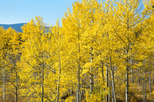 Tall Colorful Aspen Trees against blue sky during fall in Colorado 