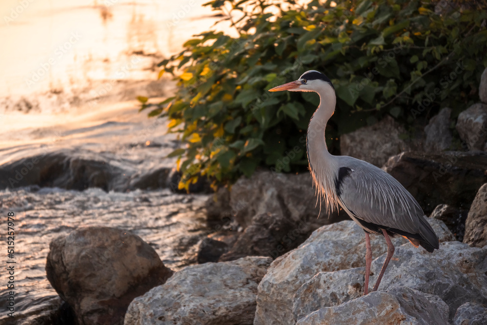 Fototapeta premium Lonely heron standing on the rocky shore of Sava river in Zagreb city, Croatia, preying for fish