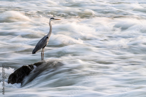 Lonely heron standing on the rock in the middle of the strong Sava river current  preying for fish