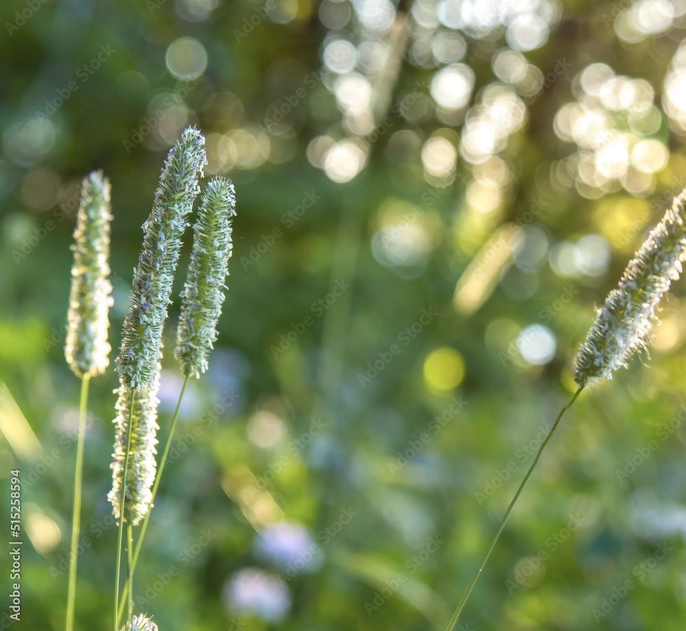 Macro wild grasses silhouetted against a golden sunrise, bokeh, nobody Macro wild grasses silhouetted against a golden sunrise, bokeh, nobody