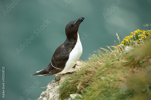 Razorbill in Summertime.  Scientific name: Alca torda.  Adult Razorbill perched on a rocky outcrop with head and beak raised at Bempton Cliffs, East Yorkshire, UK. Clean background. Copy Space. photo