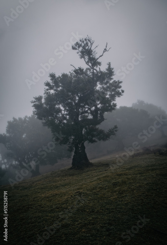 Misty foggy morning in the Fanal forest. Madeira island, Portugal. October 2021
