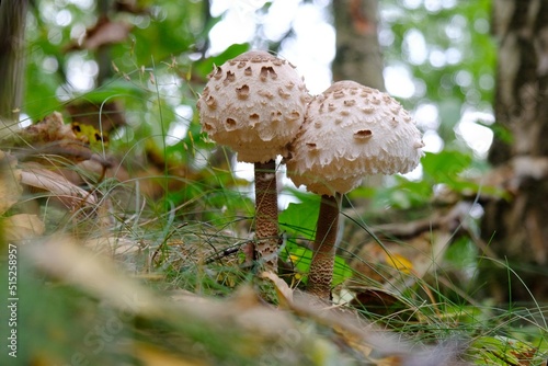 Beautiful young mushrooms Macrolepiota procera (parasol mushroom) in the forest. 