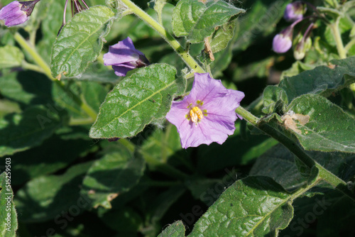 Purple flowering determinate cymose umbel inflorescences of Solanum Xanti Solanaceae, native perennial monoclinous semideciduous subshrub in the Santa Monica Mountains, Winter. photo