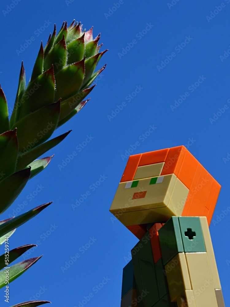 Fototapeta premium LEGO Minecraft large figure of Alex examining huge tall stem of succulent Sempervivum plant, also called houseleek, blue summer skies in background.