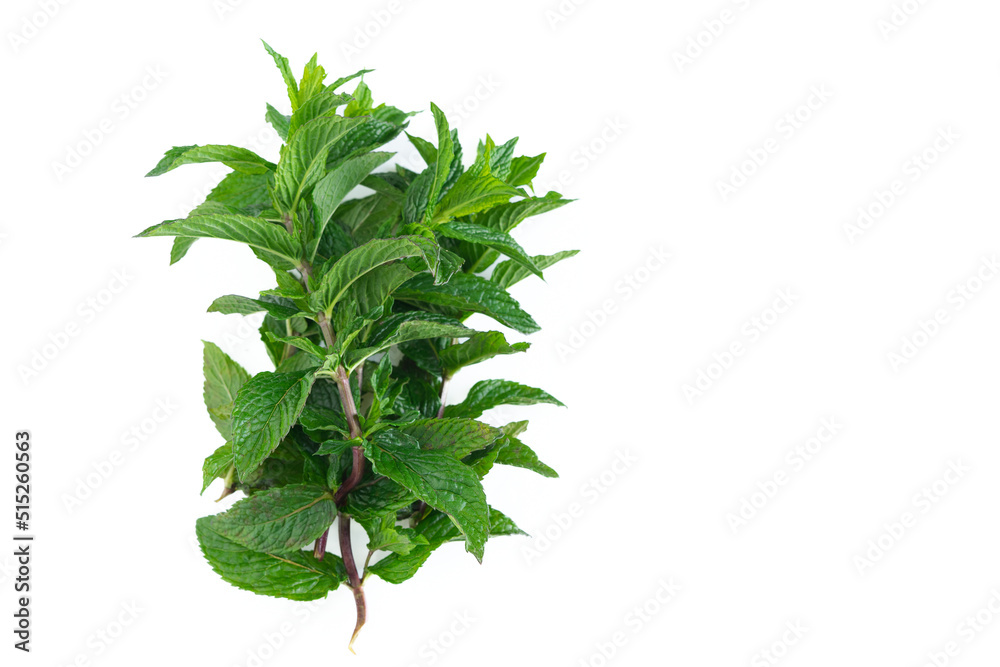 Mint leaves on white background. Mint leaves on white background.