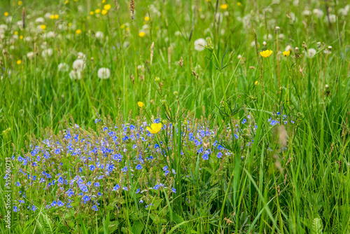 Meadow flowers  in Central Russia