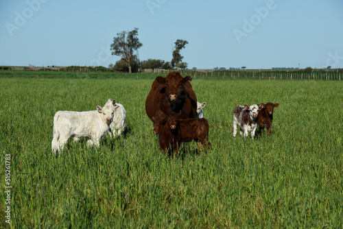 White Shorthorn calf , in Argentine countryside, La Pampa province, Patagonia, Argentina. © foto4440