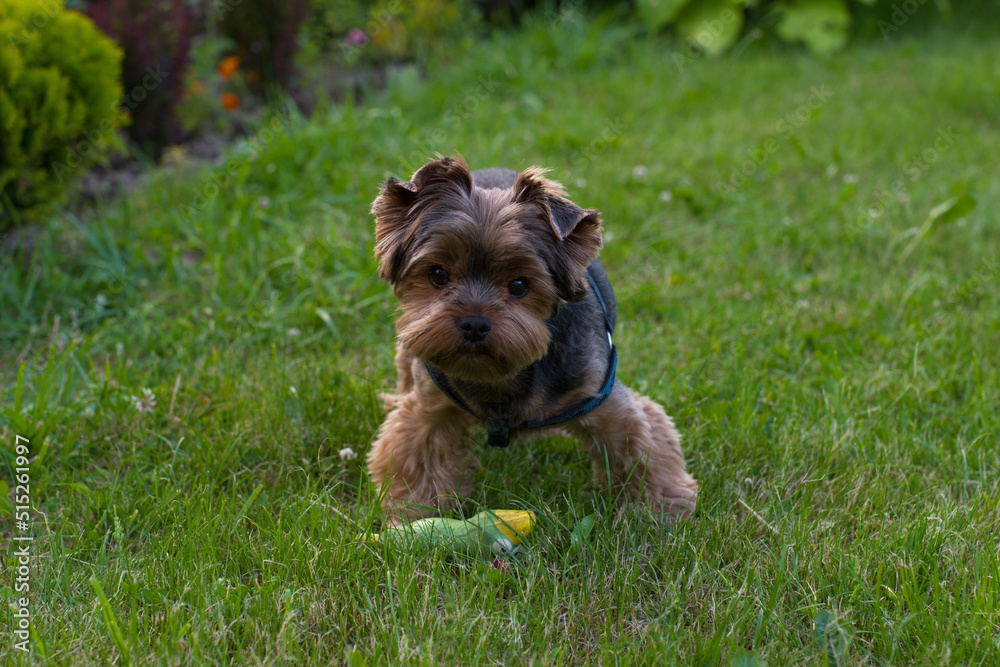 Yorkshire terrier with a toy on the field in the garden Yorkshire terrier with a toy on the field in the garden