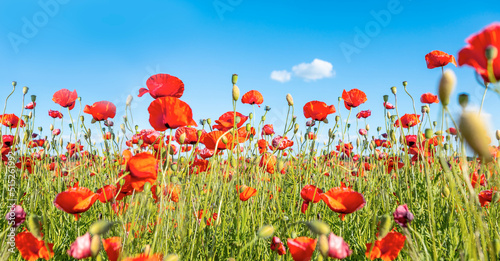 Poppy field  panoramic nature background  selective focus