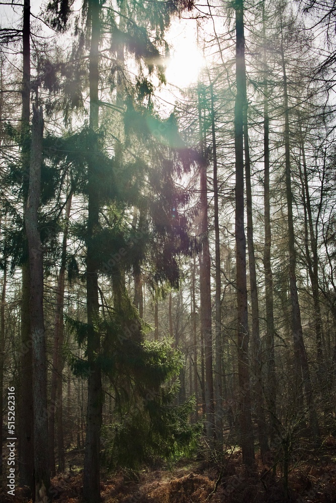 Obraz premium morning in the forest