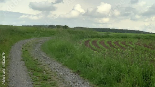 Young cornfield planted all over the field photo