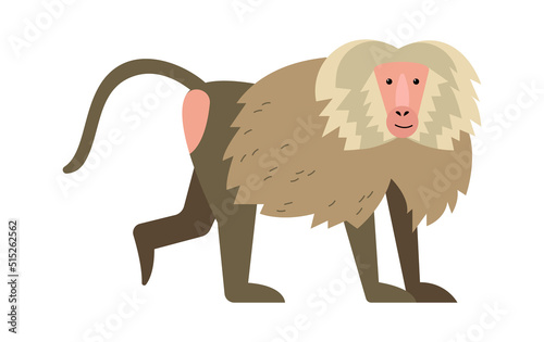 Baboon monkey Exotic Animal. Vector illustration