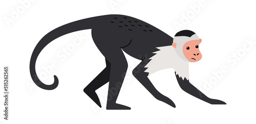 Capuchin monkey Exotic Animal. Vector illustration