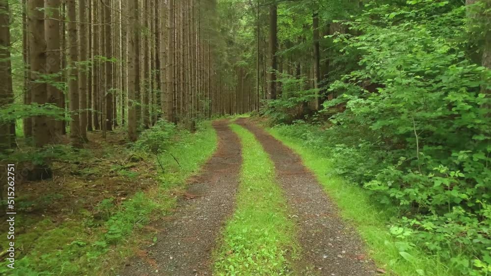 Forest Road. The path between the trees leads to the forest. Forest Road. The path between the trees leads to the forest.