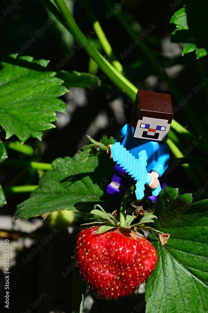 Fototapeta premium LEGO Minecraft figure of Steve with diamond sword reaching for mature fresh strawberry growing on strawberry plant, prepared to cut it. 