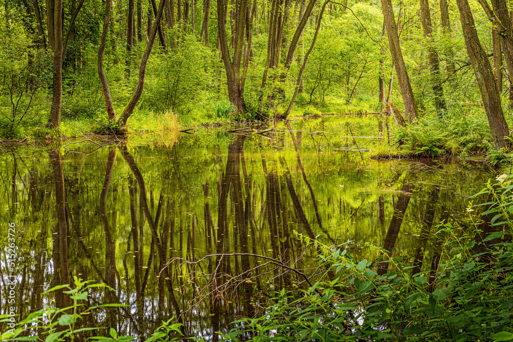 Naklejka premium Las nad starorzeczem.