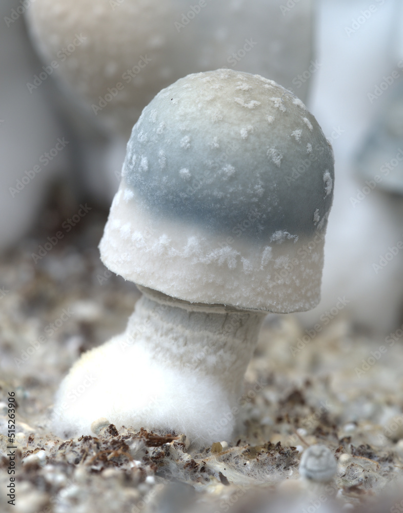 Albino penis envy magic mushroom growing in substrate stock photo