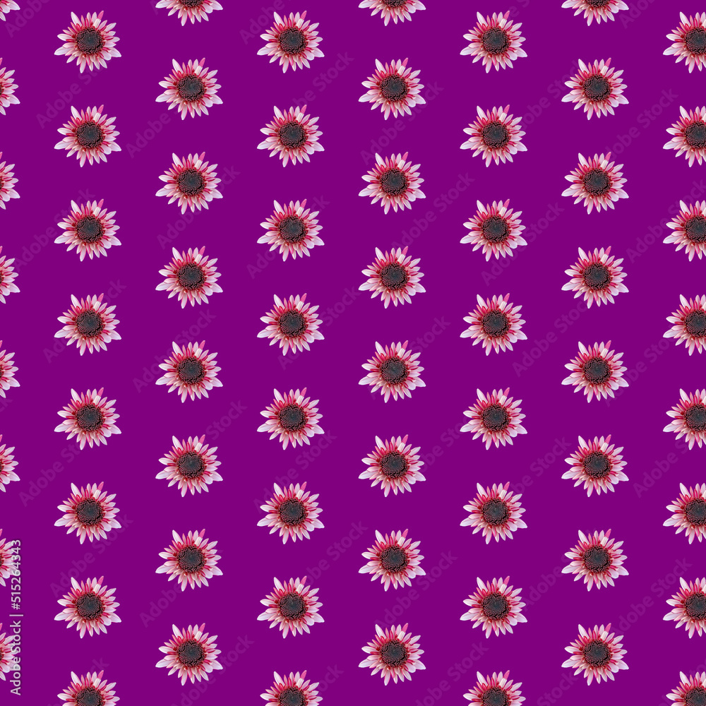Beautiful chrysanthemums in geometric grid pattern on a velvet violet background Beautiful chrysanthemums in geometric grid pattern on a velvet violet background