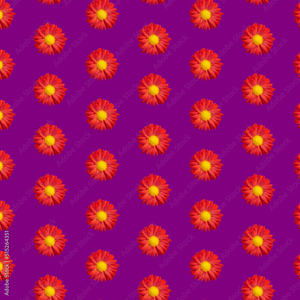 Beautiful chrysanthemums in geometric grid pattern on a velvet violet background Beautiful chrysanthemums in geometric grid pattern on a velvet violet background