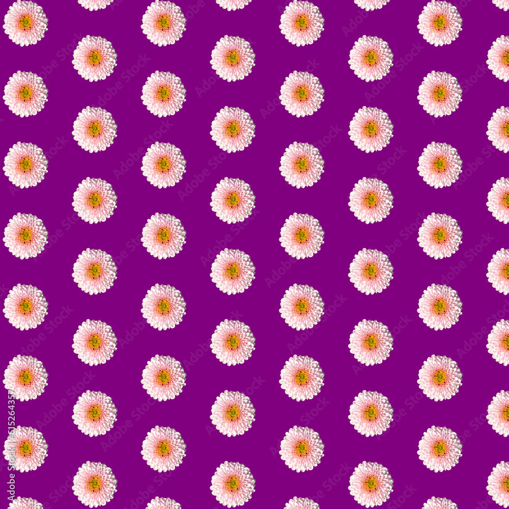 Beautiful chrysanthemums in geometric grid pattern on a velvet violet background Beautiful chrysanthemums in geometric grid pattern on a velvet violet background