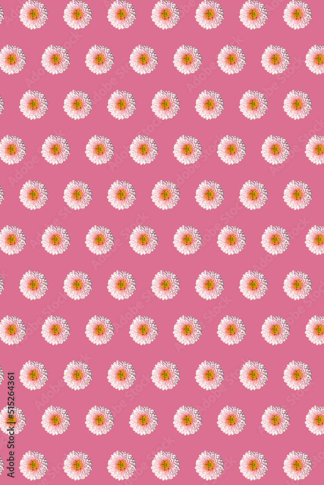 White chrysanthemums in geometric grid pattern on a calm pink background. Vertical floral wallpaper 
